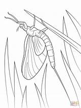 Grasshopper Grasshoppers sketch template