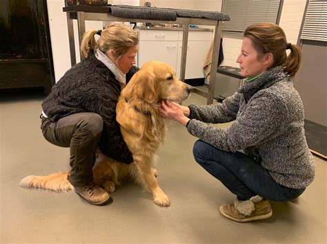 chiropractie hondkat holistische dierenartspraktijk