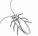 Cockroach Barata Insect Bestcoloringpagesforkids sketch template