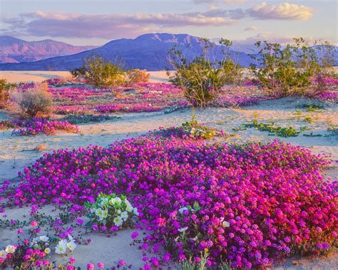 californias wildflower super bloom earth blog