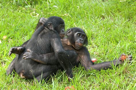 bonobo apes mating photograph by tony camacho science