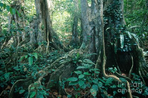 Rainforest On Dominica Photograph By Farrell Grehan Fine Art America