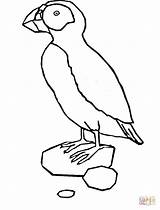 Puffin Coloring Pages Printable Popular sketch template