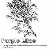Coloring Lilac Blossom Garden Purple sketch template