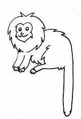 Mico Dourado Colorir Leão Desenhos Macaco Moldes Riscos Leao Tudodesenhos Tatu Bola Pintada Brasileira Extinção Onça Buscar sketch template