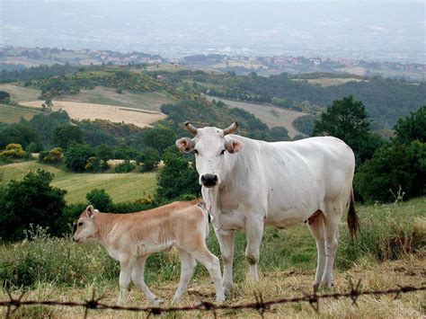 filechianina   calf tuscanyjpg wikipedia   encyclopedia