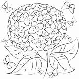 Coloring Hydrangea Printable Pages Supercoloring Categories sketch template