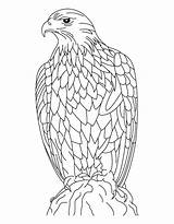 Eagle Coloring Pages Golden Eagles Feather Color Adults Cartoon Silent Kids Printable Print Getcolorings Harpy Philadelphia Getdrawings Colorings Bald Popular sketch template