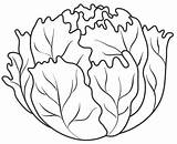 Lettuce Verduras Repollo Coliflor Colorir Lechuga Imprimir Pinto Crianças Lh6 Pintura Páginas Flashcards Peixes Feltro sketch template