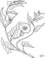 Morning Glory Coloring Pages Bindweed Drawing Flowers Para Flower Desenho Desenhos Colorir Embroidery Designs Template Floral Flores Folhas Flor Pintura sketch template