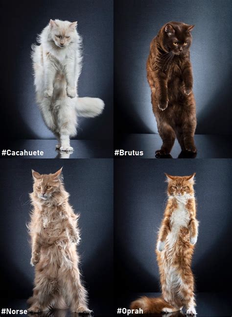 collection standing cats    inspiration  puss  boots