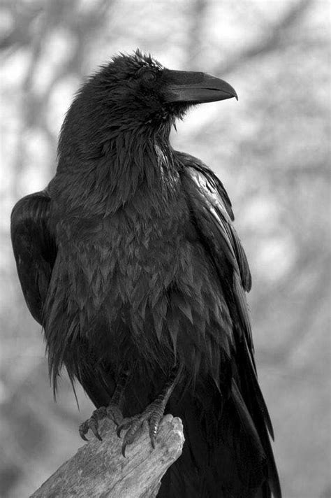 Pin By Susy Wilhelm On Crow N Raven Art 4 In 2023 Raven Pictures