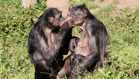 why do female bonobos have more sex with each other than with males