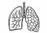 Lungs Pulmones Edupics sketch template