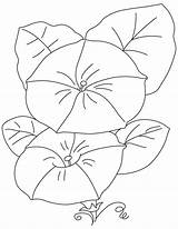 Bindweed Flowers Big Coloring sketch template