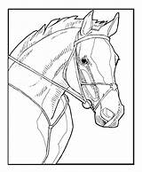Coloring Horse Pages Head Realistic Printable Horses Color Dressage Kids Drawings Animal Print Stronger Adult Drawing Sheets Popular Pencil Visit sketch template