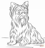 Coloring Yorkshire Terrier Pages Yorkie Puppy Dogs Dog Printable Fluffy Print Kolorowanki Terriers Supercoloring Ausmalbilder Puppies Adult Teacup Para Colorir sketch template