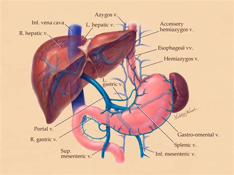 portal hypertension  esophageal varices student doctor
