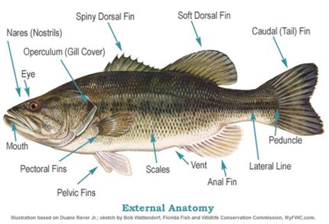 fish fun  science