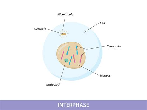 illustration interphase  mitosis phase  vector art  vecteezy