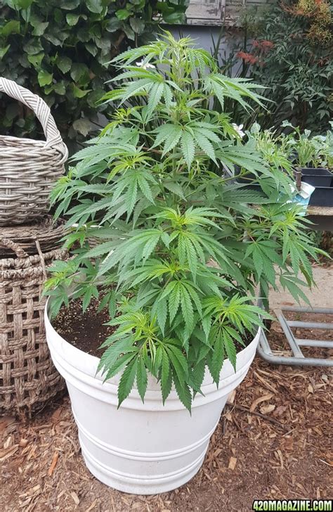 newbie needs help with 3 month old plants sex id please 420 magazine