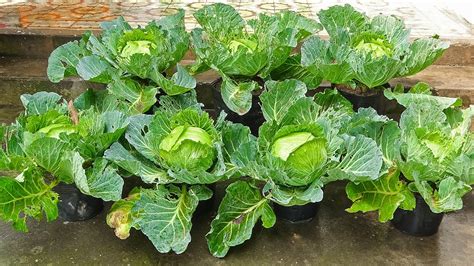 grow cabbage  seeds  home tips easy  beginners youtube