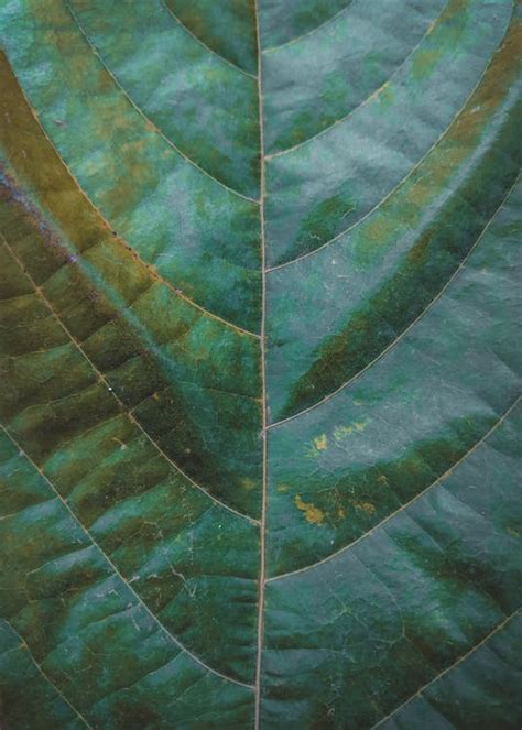 green leaf  stock photo