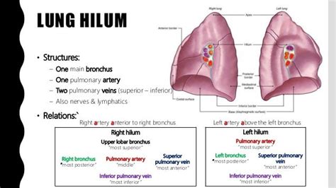 Hilum Anatomy Lung