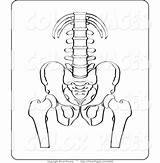 Coloring Pelvis Spine Boney Features Skeleton Drawing Template sketch template