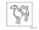 Camel sketch template