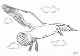 Seagull Flying Seagulls Draw Coloring Drawing Flight Pages Step Printable Sea Easy Drawings Supercoloring Tutorials Bird Template Coloringbay Line Choose sketch template