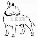 Terrier Bull Drawing English Clipart Guard Stock Airedale Vector Getdrawings Cartoon Shutterstock Cliparts Clipartmag Clipground Logo sketch template