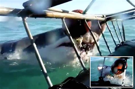 massive great white shark charges at screaming tourists in horror vid daily star