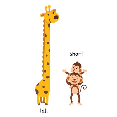 Tall And Short Illustrations Royalty Free Vector Graphics And Clip Art