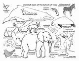 Mammals Mammal sketch template