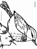 Coloring Pages Wren Cactus Kids Bird sketch template