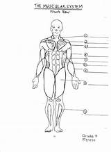 Muscular Muscles Names Unlabeled Labeled Leg Coloringhome Paintingvalley Koibana Skeletal Crossfit Groups sketch template