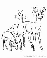 Coloring Deer Pages Wild Animal Family Animals Honkingdonkey Kids sketch template