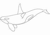Orca Coloring Printable Pages Clipart Print Drawings 237px 9kb sketch template