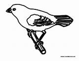 Goldfinch Branch Coloring Pages sketch template