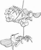 Hummingbird Kolibri Colibri Malvorlage Coloring4free Ausmalbilder Throated Colibris Coloriage Colibríes Imágenes Colibries Imprimir Getdrawings Coloriages Everfreecoloring sketch template