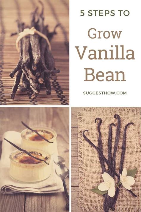 grow vanilla bean  step guide grow vanilla beans vanilla