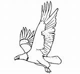 Eagle Flying Coloring Pages Birds sketch template