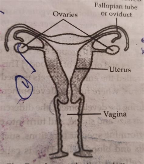 Draw And Label The Female Reproductive System Write The