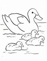 Coloring Duck Family sketch template