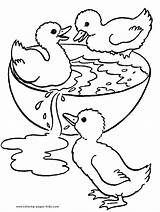 Duck Coloring Pages Ducks Color Printable Animal Realistic Animaux Kids Coloriage Ducklings Sheets Dessin Little Three Print Imprimer Ligne Mallard sketch template