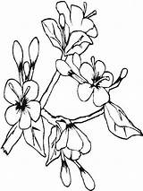 Sampaguita Sketch Flower Clipart Paintingvalley sketch template