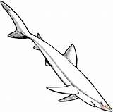 Mako Shark Coloring 46kb 1038 sketch template