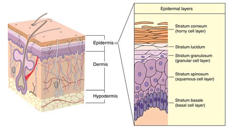 objectively assessing  skin barrier function ozderm