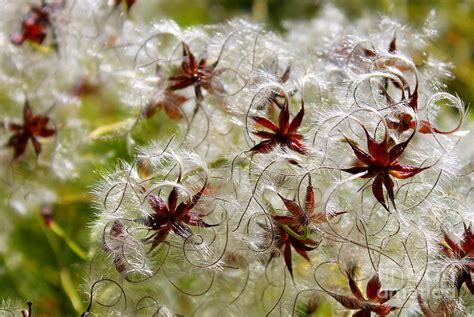 windflower seed meditation spinning stars photograph  renee croushore